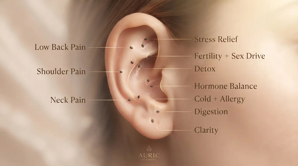 Patchs Auriculaires Graines de Vaccaria - mise en situation - Essor Wellness